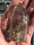 LODALITE SHAMAN QUARTZ GENERATOR POINT, sharman stone, garden, fairy Carousel 4