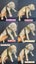 American bullys Carousel 1
