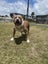 American bullys Carousel 4