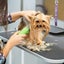 Folding Non-Slip Grooming Table with Adjustable Arm for Pet Bathing and Grooming Carousel 4
