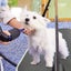 Folding Non-Slip Grooming Table with Adjustable Arm for Pet Bathing and Grooming Carousel 5