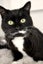 Cats Protection Canterbury - Sylvie Carousel 1