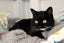 Cats Protection Canterbury - Sylvie Carousel 2