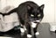 Cats Protection Canterbury - Sylvie Carousel 3