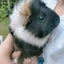 Guinea Pigs Carousel 3