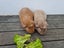 Guinea Pigs Carousel 4