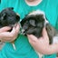 Guinea Pigs Carousel 5