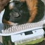 Guinea Pigs Carousel 6