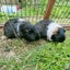 Guinea Pigs Carousel 7