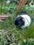 Guinea Pigs Carousel 9