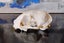 CAT SKULL - FERAL CAT SKULL Carousel 3