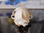 CAT SKULL - FERAL CAT SKULL Carousel 4