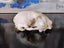 CAT SKULL - FERAL CAT SKULL Carousel 5