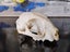 CAT SKULL - FERAL CAT SKULL Carousel 6