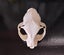 CAT SKULL - FERAL CAT SKULL Carousel 7