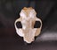 CAT SKULL - FERAL CAT SKULL Carousel 8
