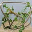 Artificial Tree Vine Reptile Pet Box Chameleon Lizard Gecko Climbing Vine Decor Carousel 7