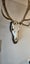 Fallow/sika Deer Skull Euromount Carousel 5