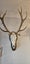 Fallow/sika Deer Skull Euromount Carousel 4