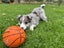 Purebred Border Collie Puppies Looking for Loving Homes Carousel 7