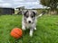 Purebred Border Collie Puppies Looking for Loving Homes Carousel 8