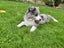 Purebred Border Collie Puppies Looking for Loving Homes Carousel 9