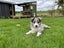 Purebred Border Collie Puppies Looking for Loving Homes Carousel 6