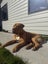 Ultimate mastiff puppies Carousel 3