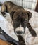 Koda (Ellie's Canine Rescue & Rehome) Carousel 2