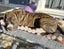 Koda (Ellie's Canine Rescue & Rehome) Carousel 1