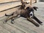 Eden (Ellie's Canine Rescue & Rehome) Carousel 3