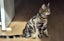 CAT RESCUE CHCH - Ready For Adoption Ziggy Carousel 3