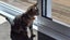 CAT RESCUE CHCH - Ready For Adoption Ziggy Carousel 4