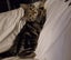 CAT RESCUE CHCH - Ready For Adoption Ziggy Carousel 5