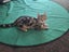 CAT RESCUE CHCH - Ready For Adoption Ziggy Carousel 2