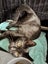 CAT RESCUE CHCH - Ready For Adoption Zorro Carousel 5