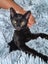 CAT RESCUE CHCH - Ready For Adoption Zorro Carousel 3