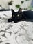 CAT RESCUE CHCH - Ready For Adoption Zorro Carousel 6