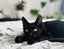 CAT RESCUE CHCH - Ready For Adoption Zorro Carousel 4