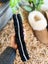 Sheepskin Innersole for Shoes Carousel 8
