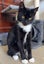 CAT RESCUE CHCH - Ready For Adoption Elton Carousel 5
