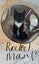 CAT RESCUE CHCH - Ready For Adoption Elton Carousel 6