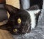 CAT RESCUE CHCH - Ready For Adoption Elton Carousel 1