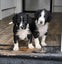 Pound Paws Rescue - Beardie x Springer Spaniel pups Carousel 1