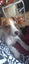 Love four legged creations Carousel 1