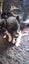 Love four legged creations Carousel 4
