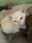 Tonkinese kittens Carousel 10