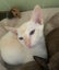 Tonkinese kittens Carousel 11