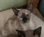 Tonkinese kittens Carousel 12