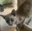 Tonkinese kittens Carousel 13